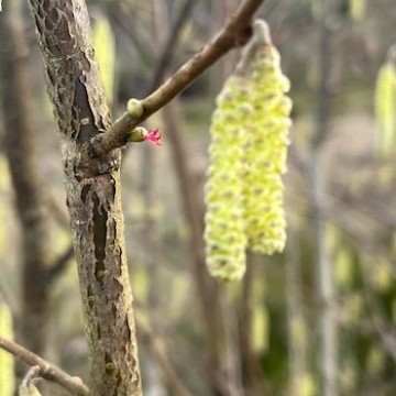Natur heddiw
